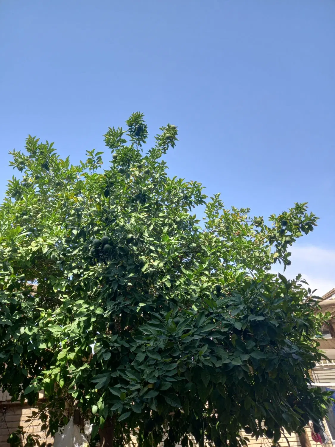فروش زمین مسکونی طزرجان نزدیک برفخونه