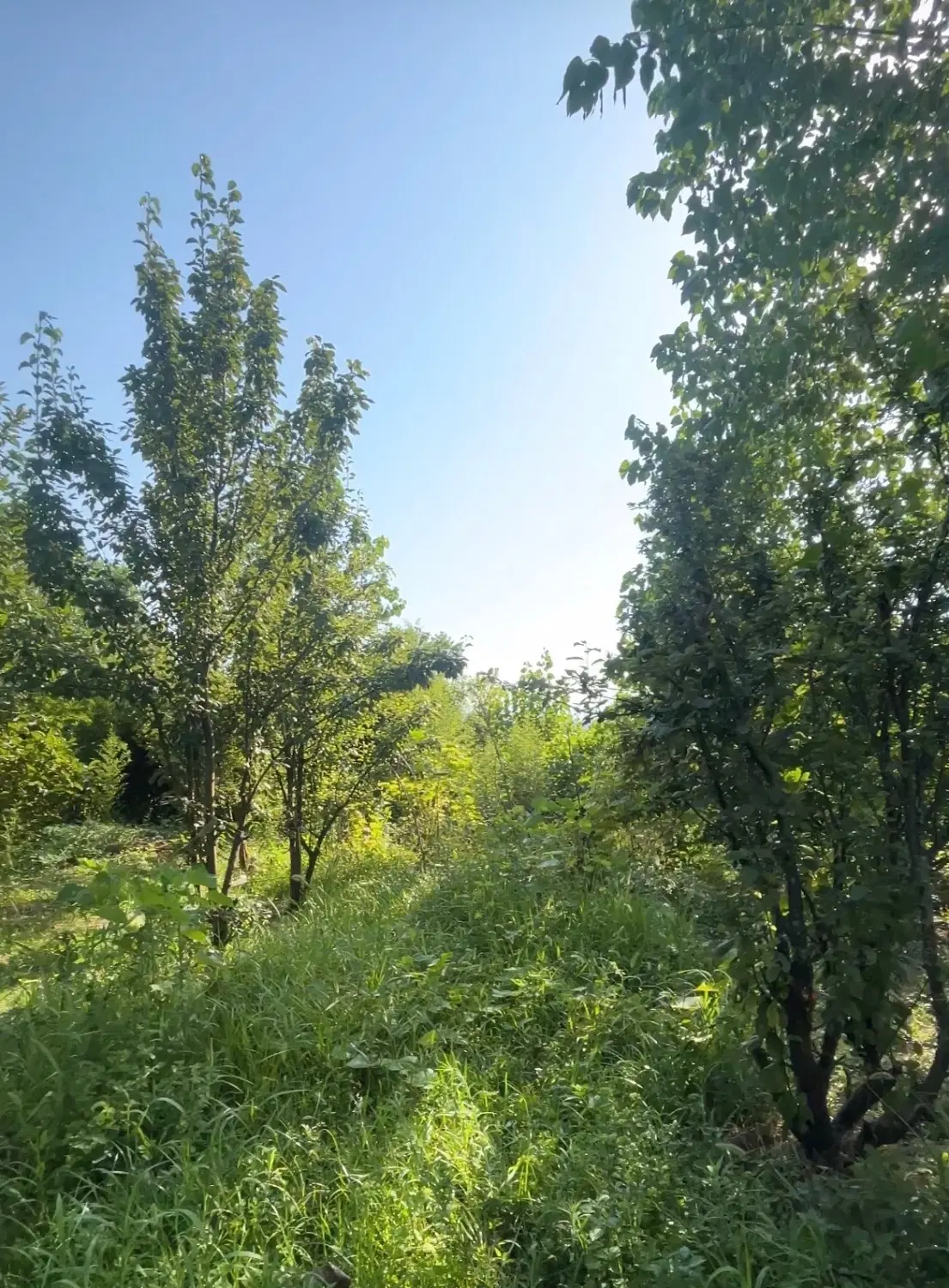 فروش زمین و خونه