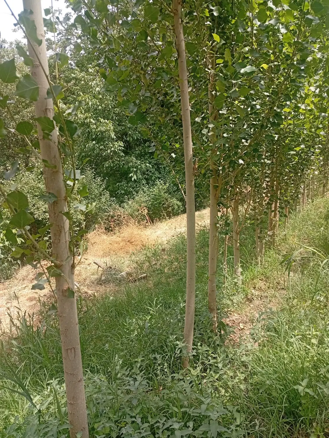 فروش زمین