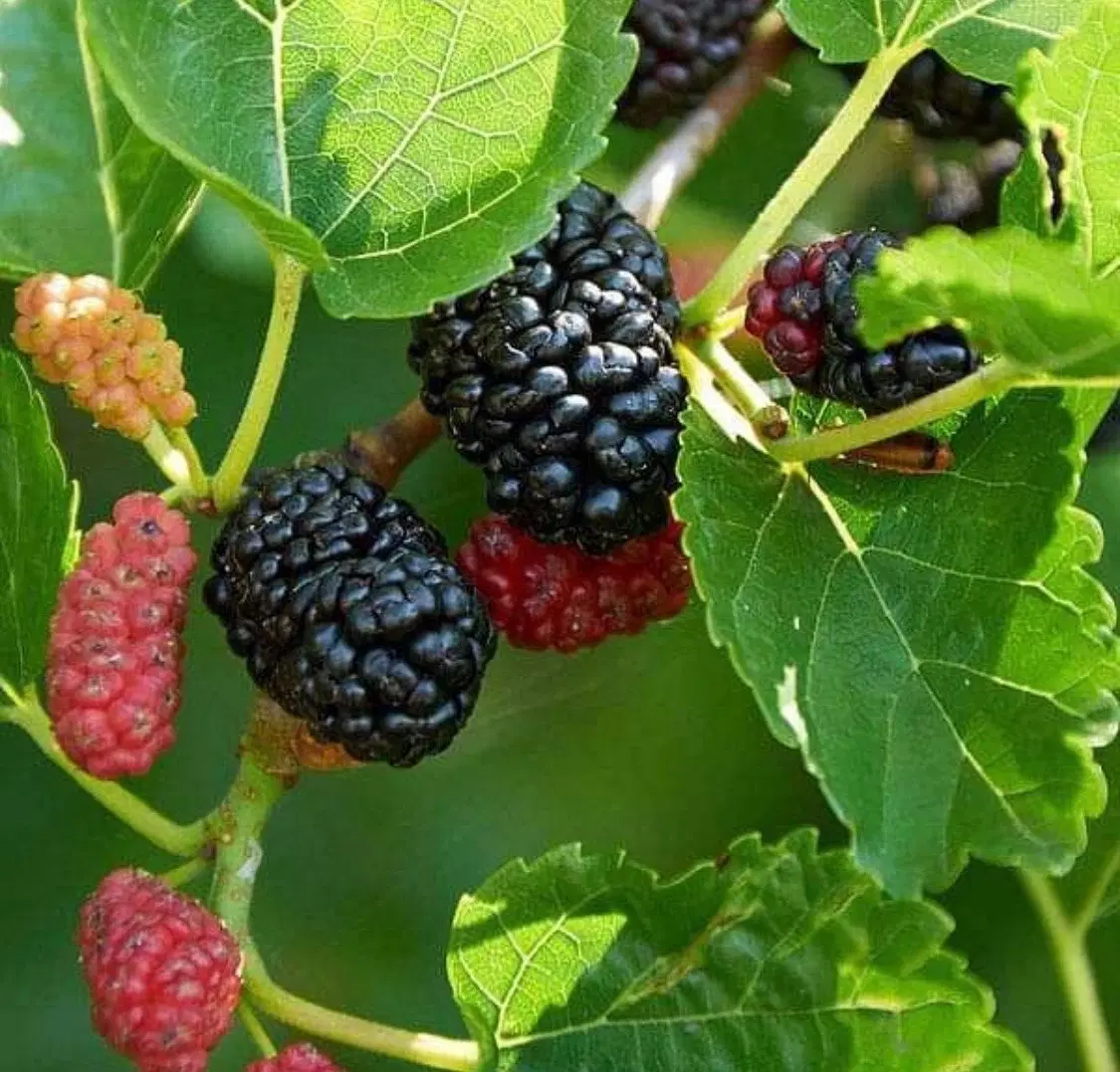 باغ میوه