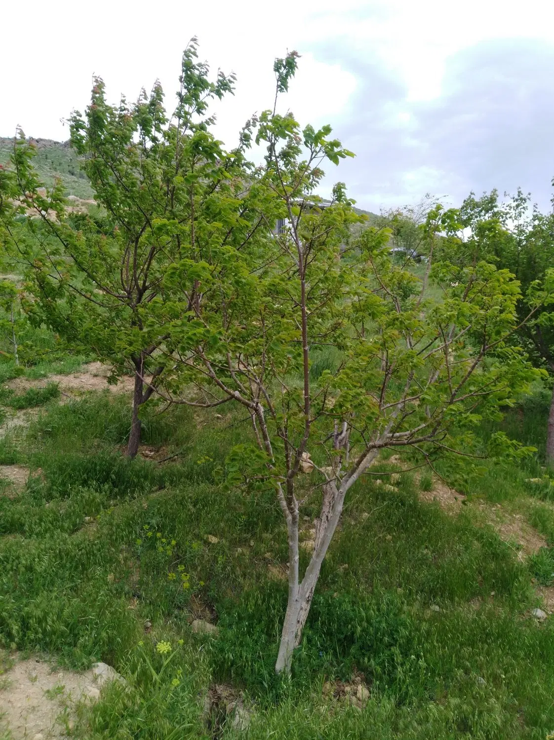 باغ 1400متری
