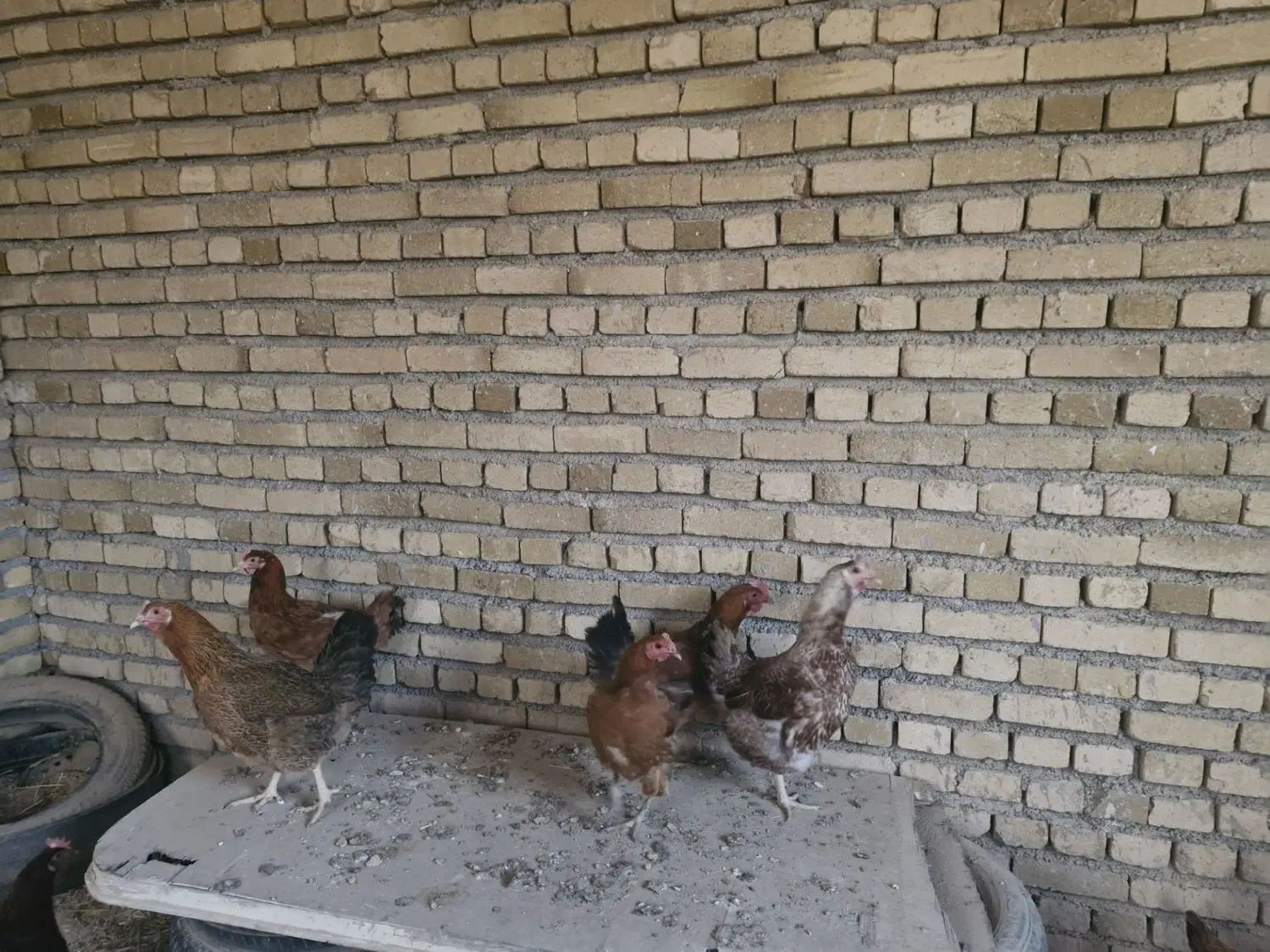 اجاره