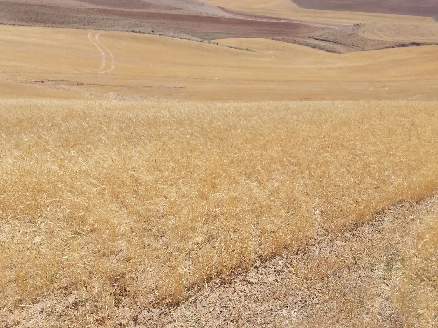 فروش زمین کشاورزی دیم