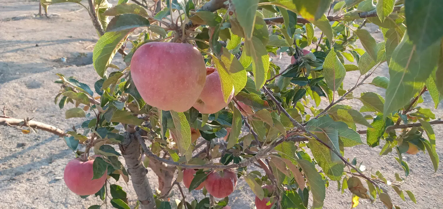 باغ پر میوه و سرمایه گذاری مطمئن