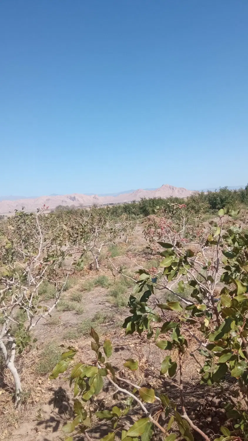 باغ پسته همراه با آب و آب و زمین
