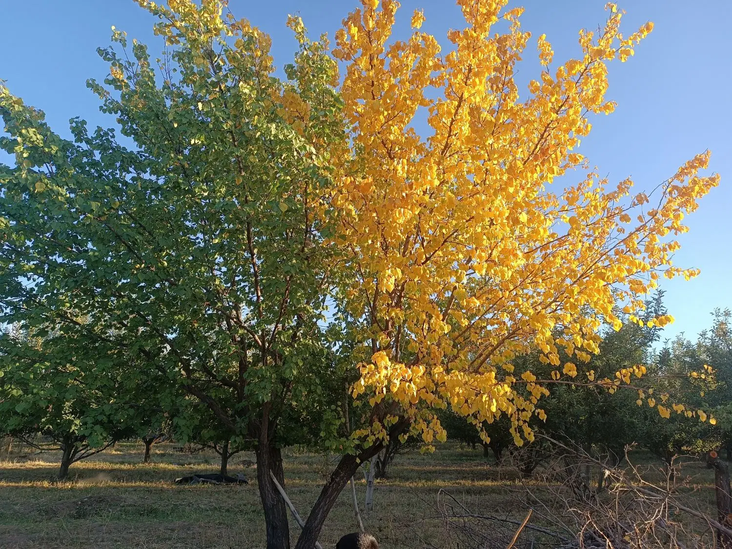 زمین خالی دردیزجعلیا