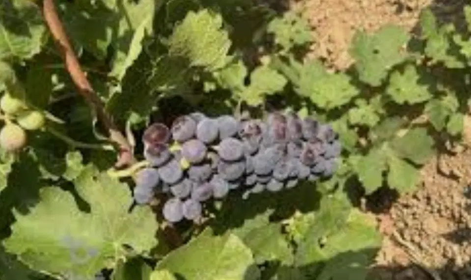 باغ انگوری