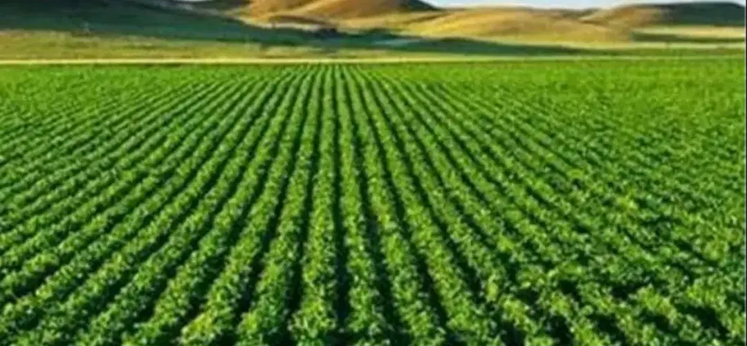 فروش و یا اجاره زمین در عنایت آباد