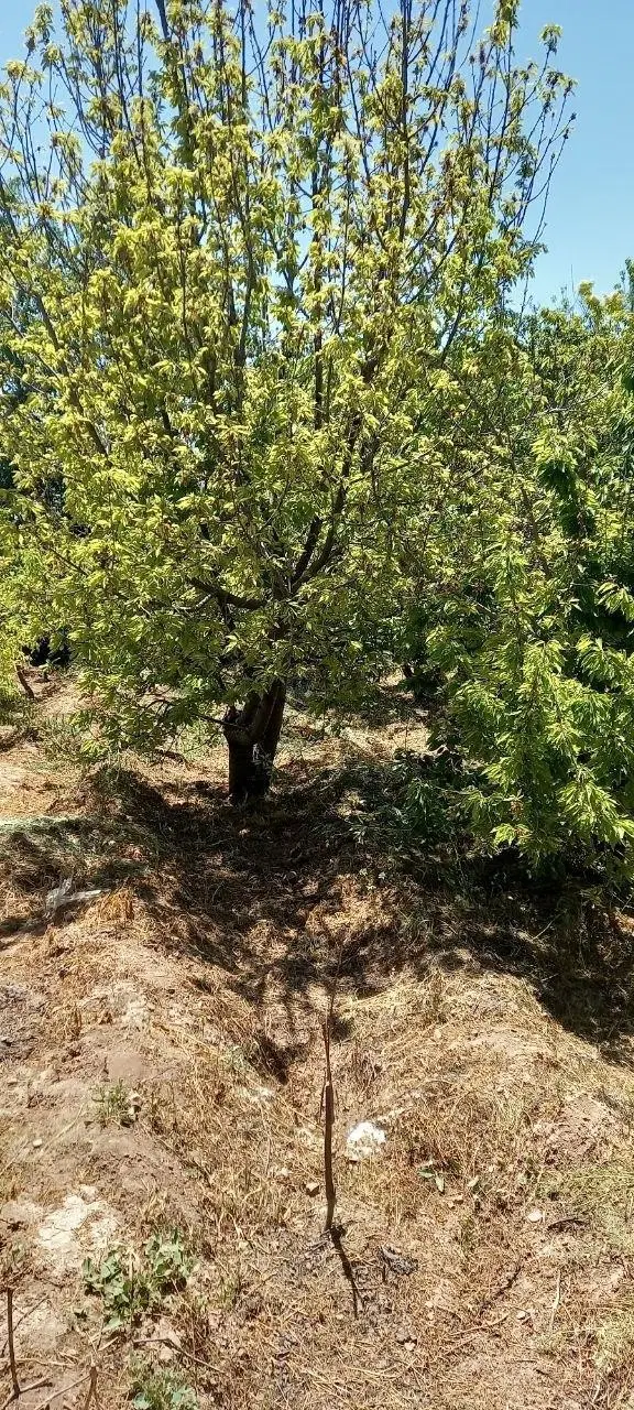 باغ میوه با سهمیه آب