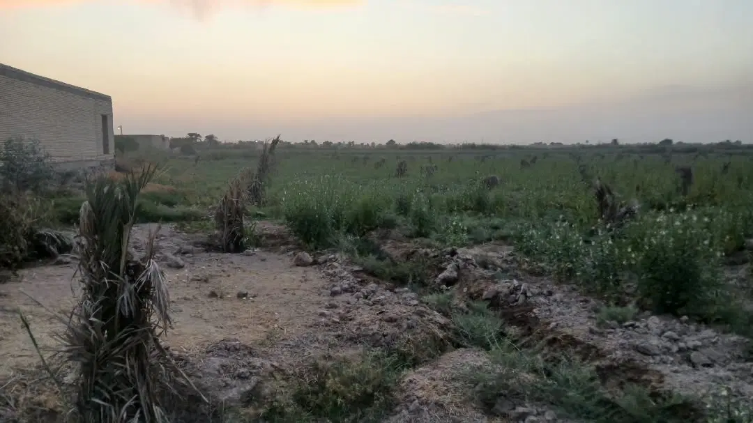 زمین نخلستان ۱۷۰۰۰ متر