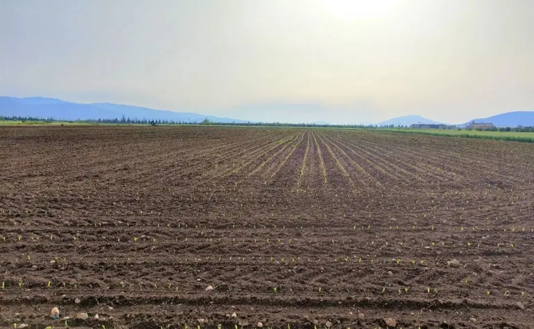 زمین کشاورزی