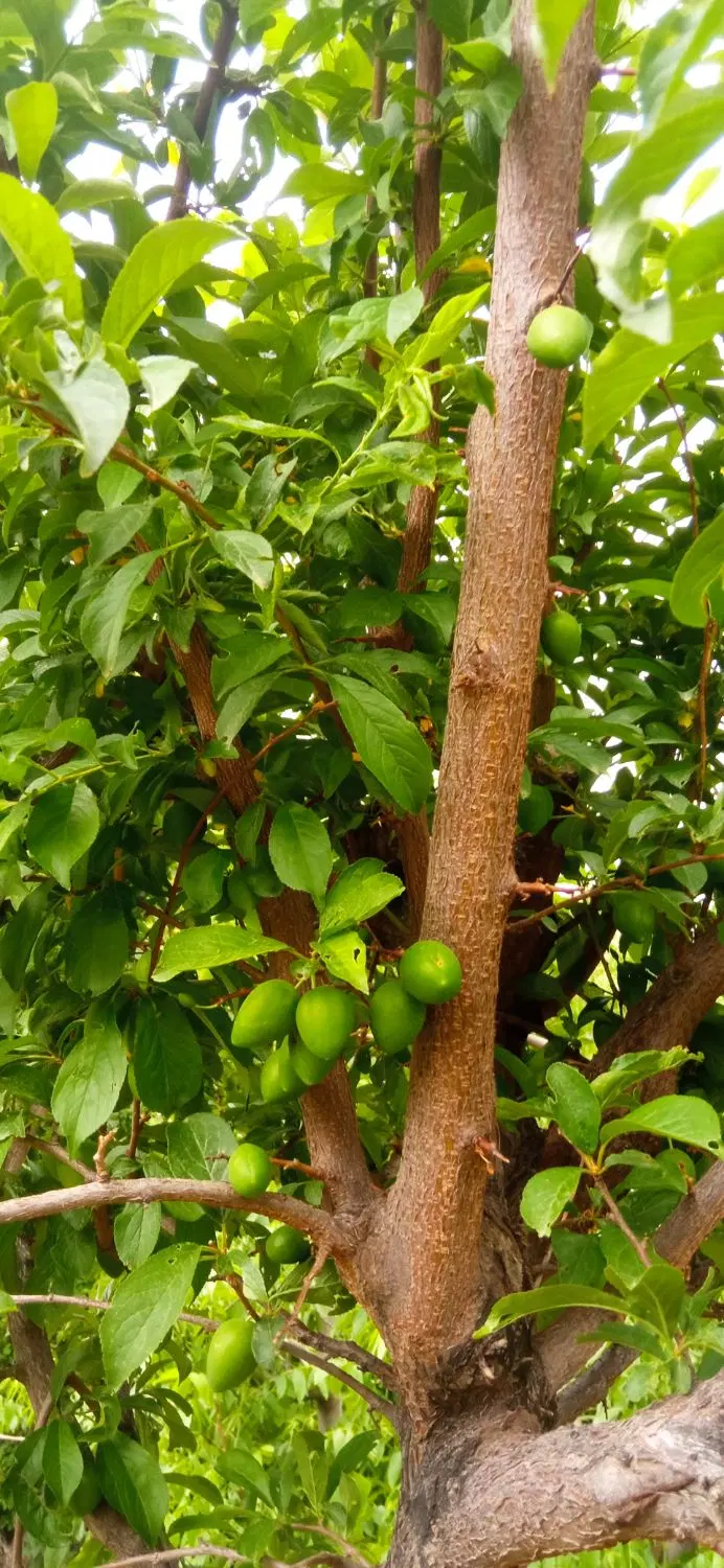 حدود۲۰۰۰مترباغ مثمر ۲۰ ساله بیلوار