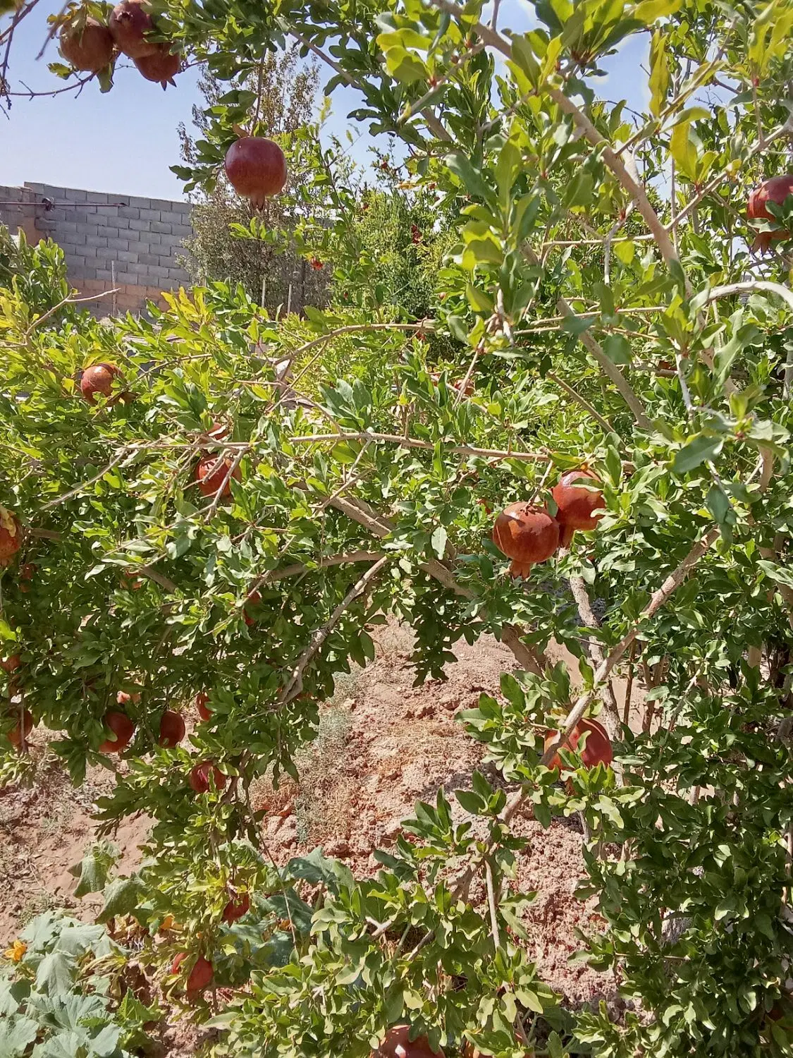 باغ اناری
