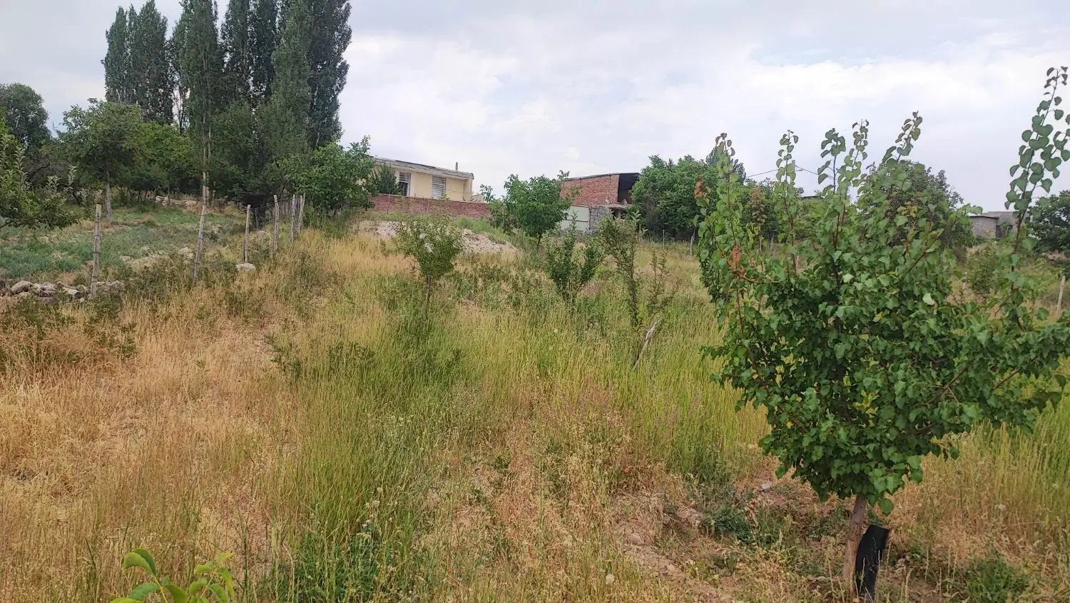 80قصب روستای خوش آب و هوا قلعه عسکر لاله زار