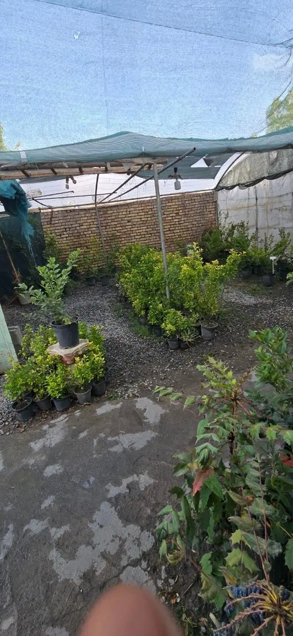 واگذاری گلخانه