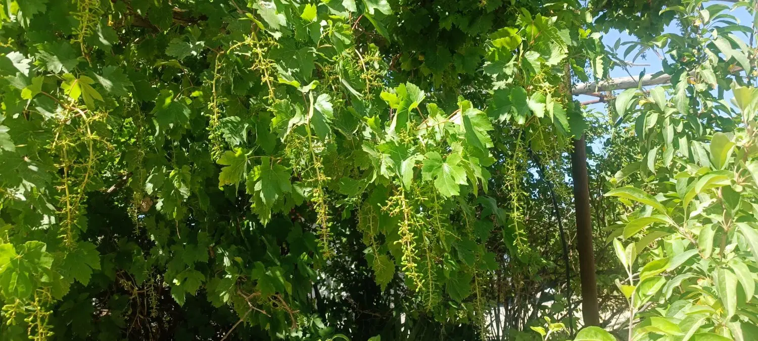 زمین جهت احداث باغ