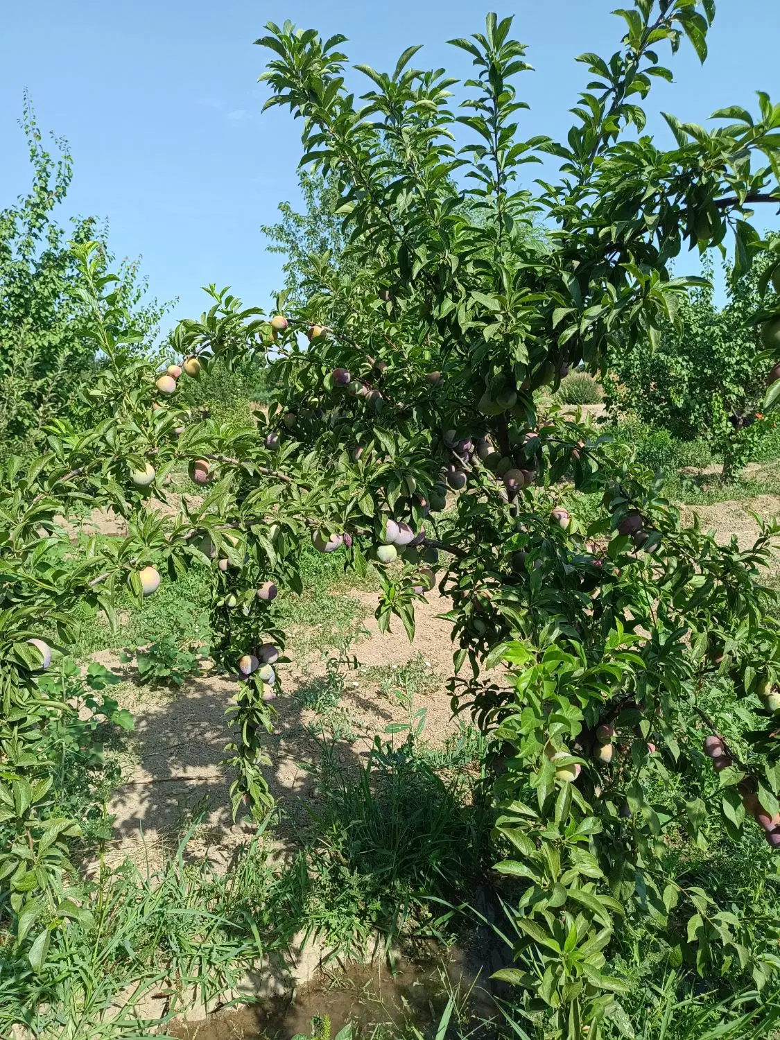 باغچه ۹۰۰ متری چهره گشا