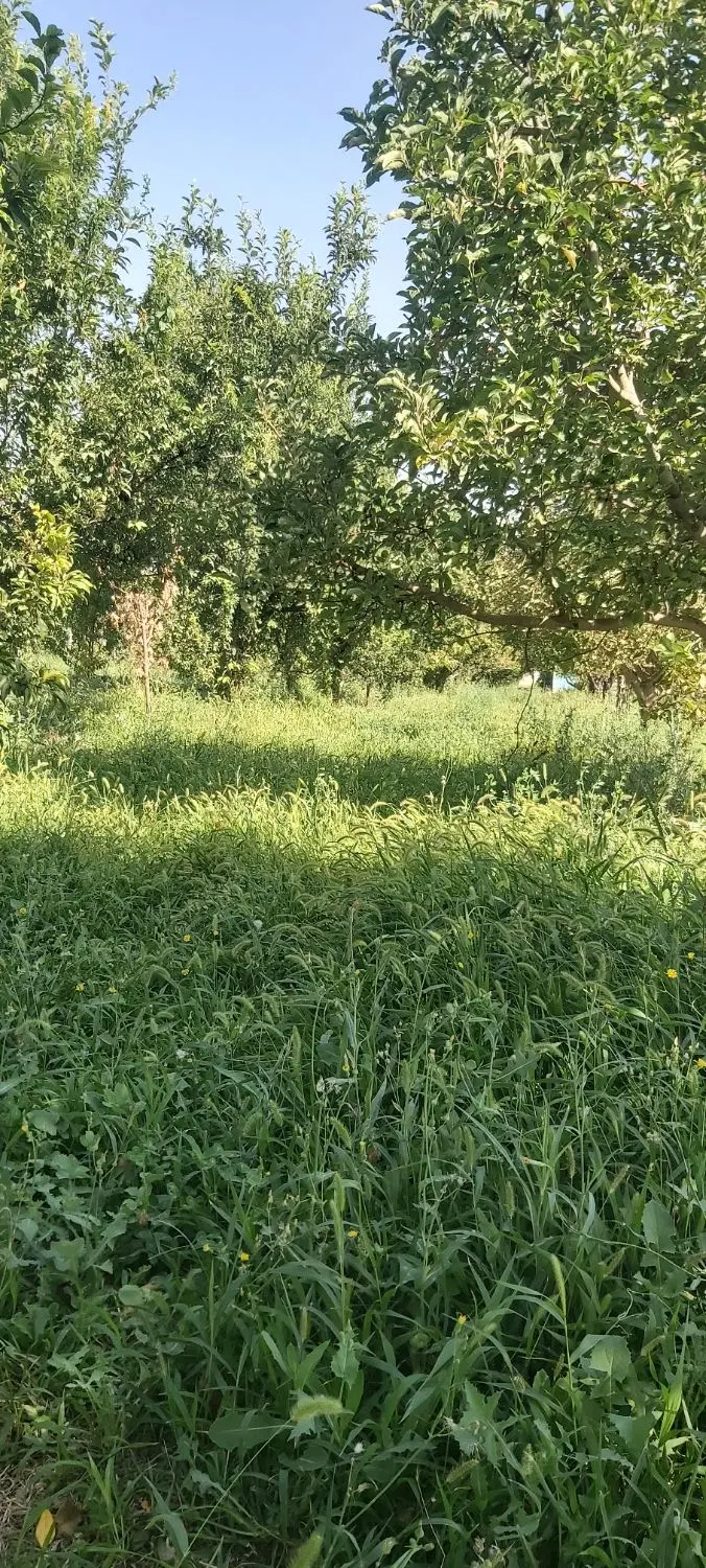 باغ بر کمربندی جدید میاندوآب سرچم
