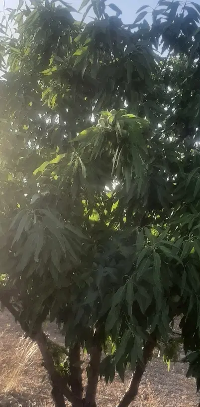 باغ قنوات یک جیریب