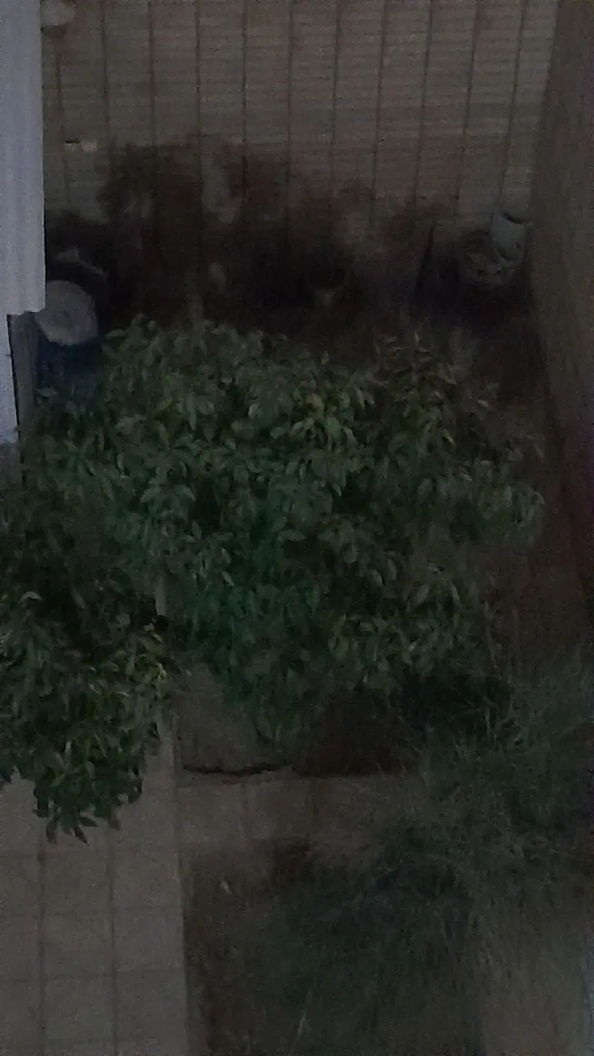 اجاره خانه ویلایی