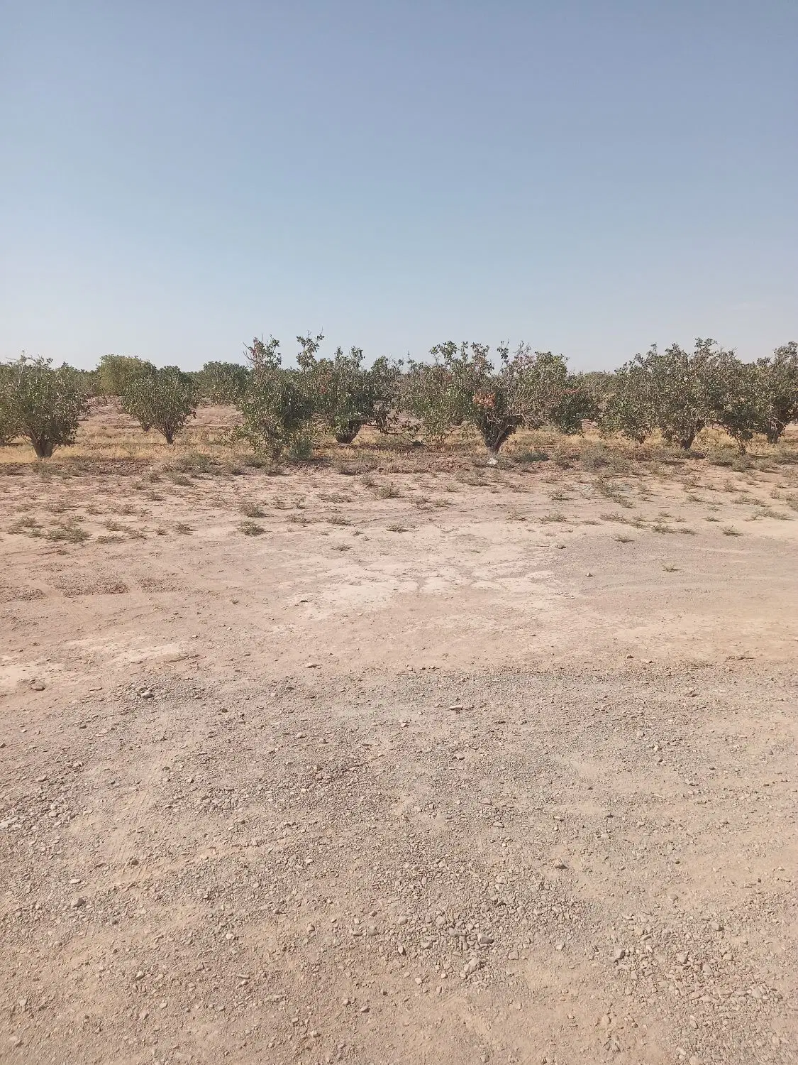 زمین فروشی
