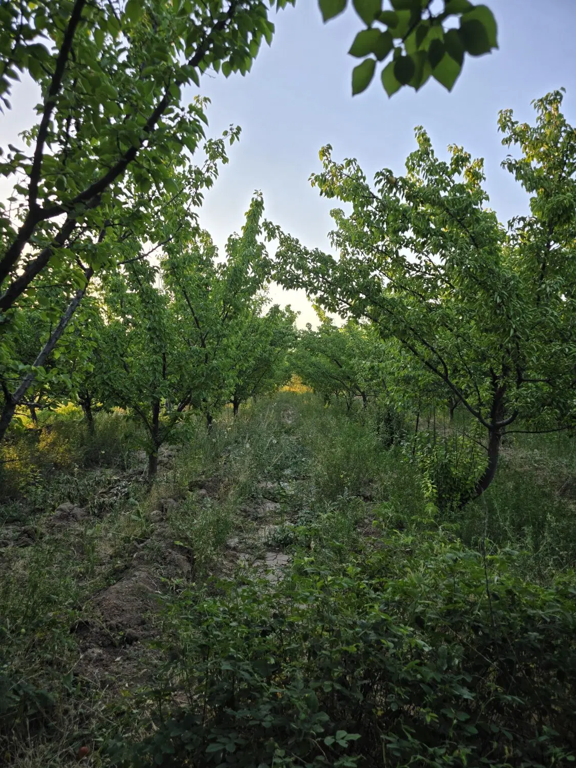فروش باغ بادرختان سبزوسرحال فوری وبه دلیل نیازمالی