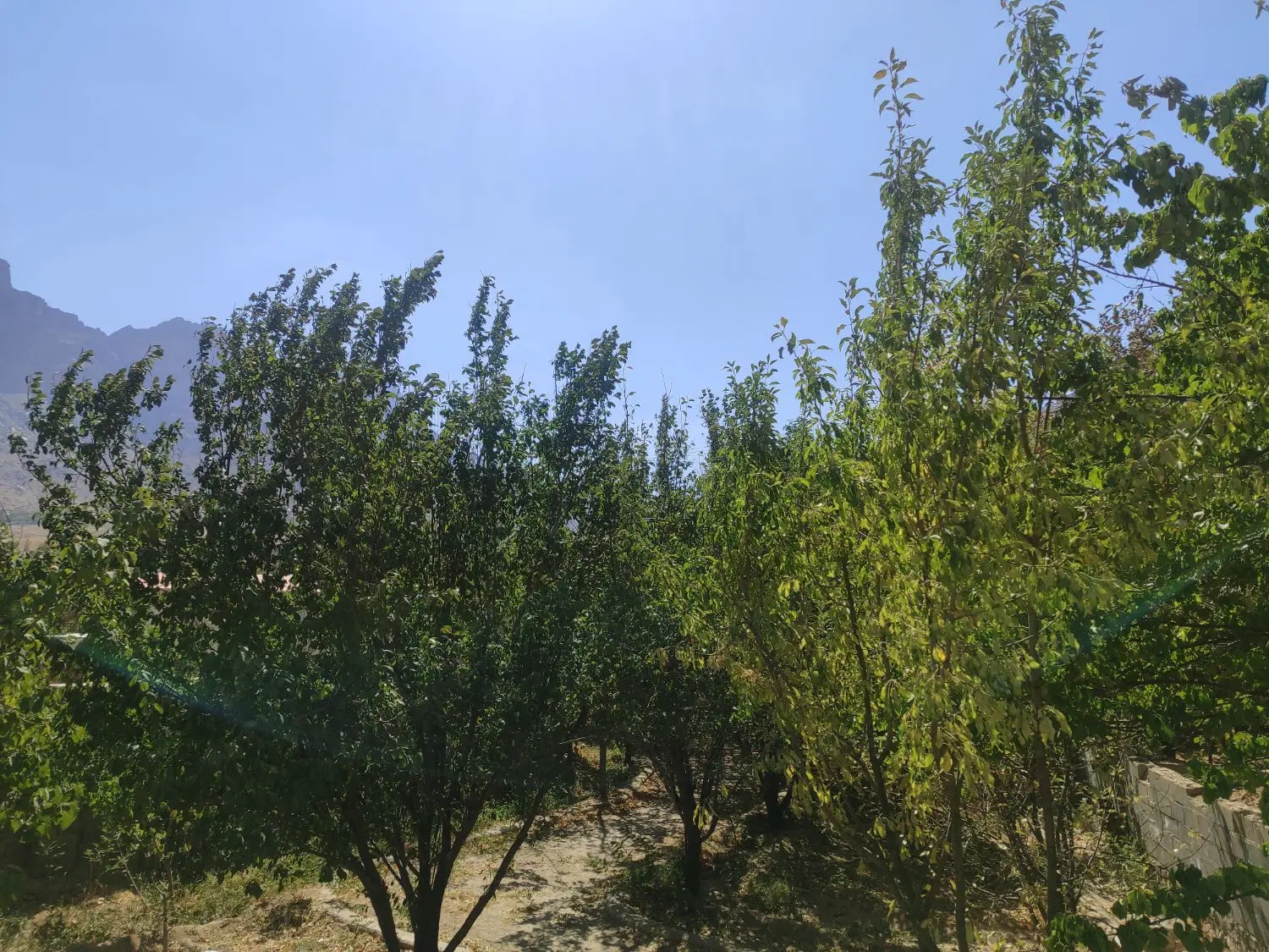 زمین‌منطقه‌منشاد