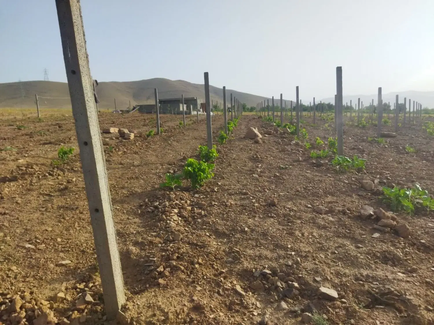 زمین ویلایی