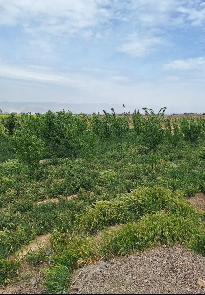 فروش زمین باغی