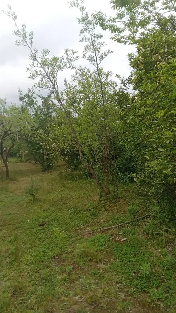 زمین مسکونی برای ساخت ویلا