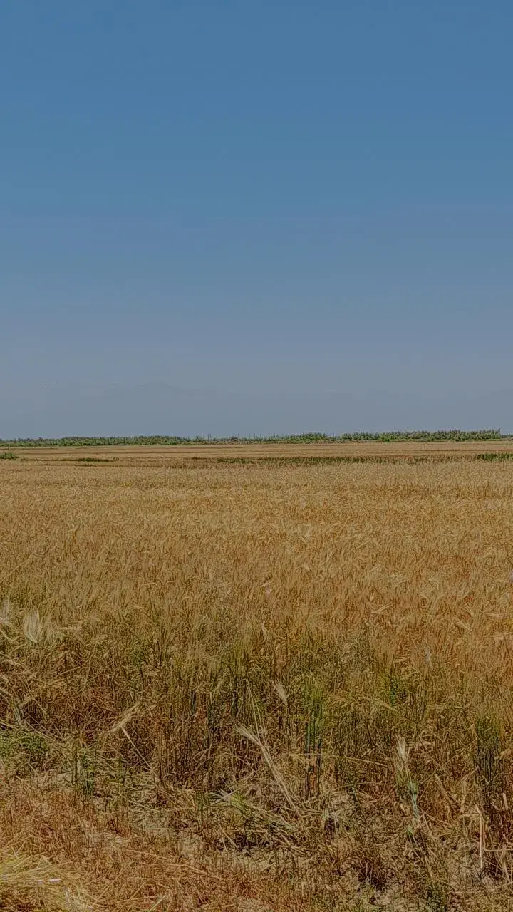 اجاره زمین