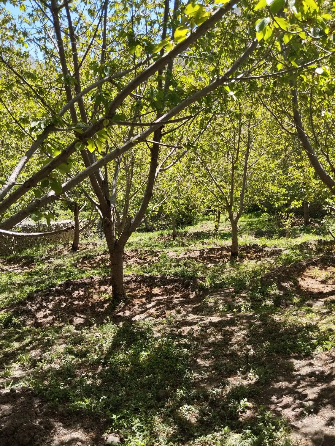 یک قطعه زمین واقع در روستای پنجاب