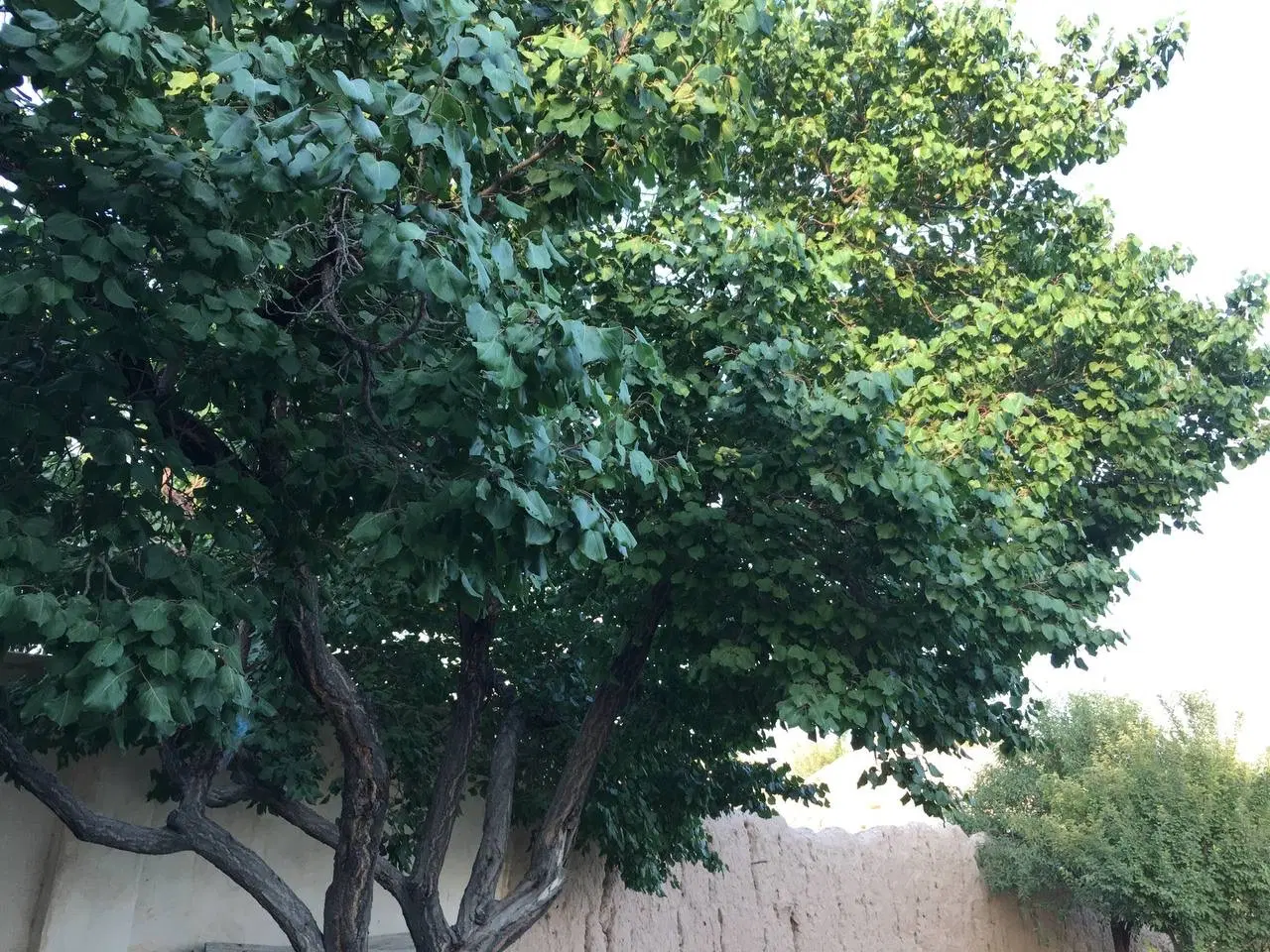 باغ