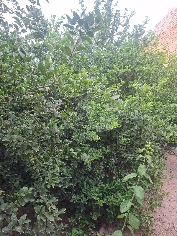 زمین کشاورزی و باغ