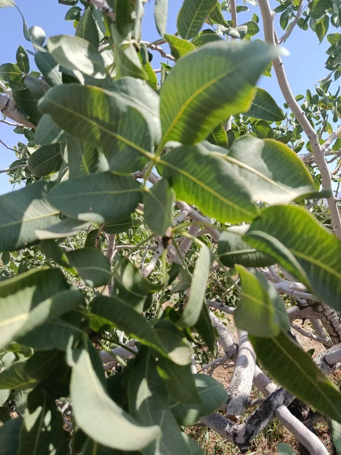 باغ پسته یا آب