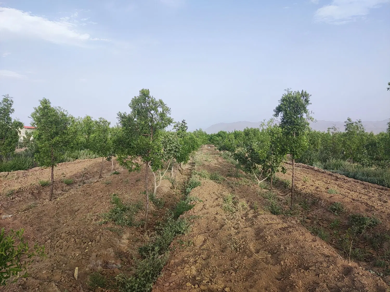 زمین کشاورزی