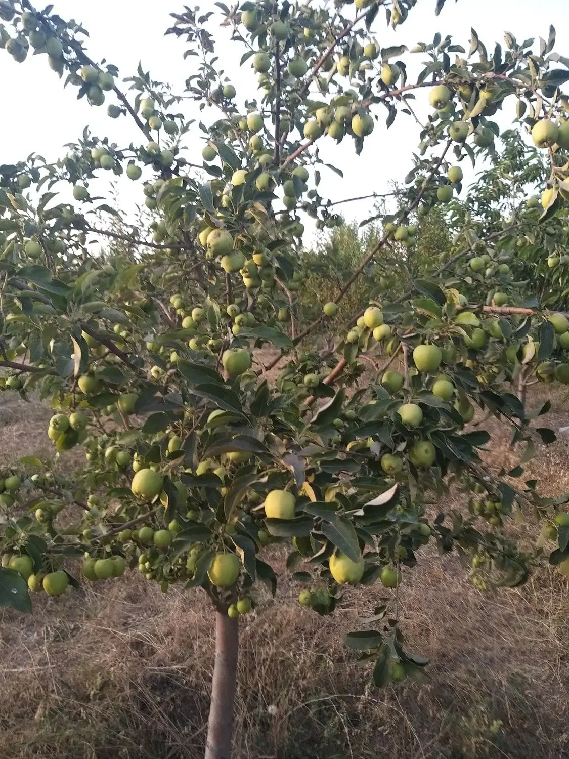 باغ