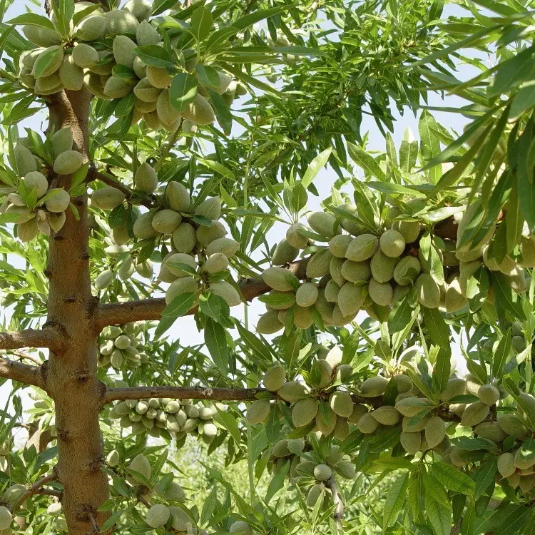 باغ بادام معاوضه با خانه در روستا