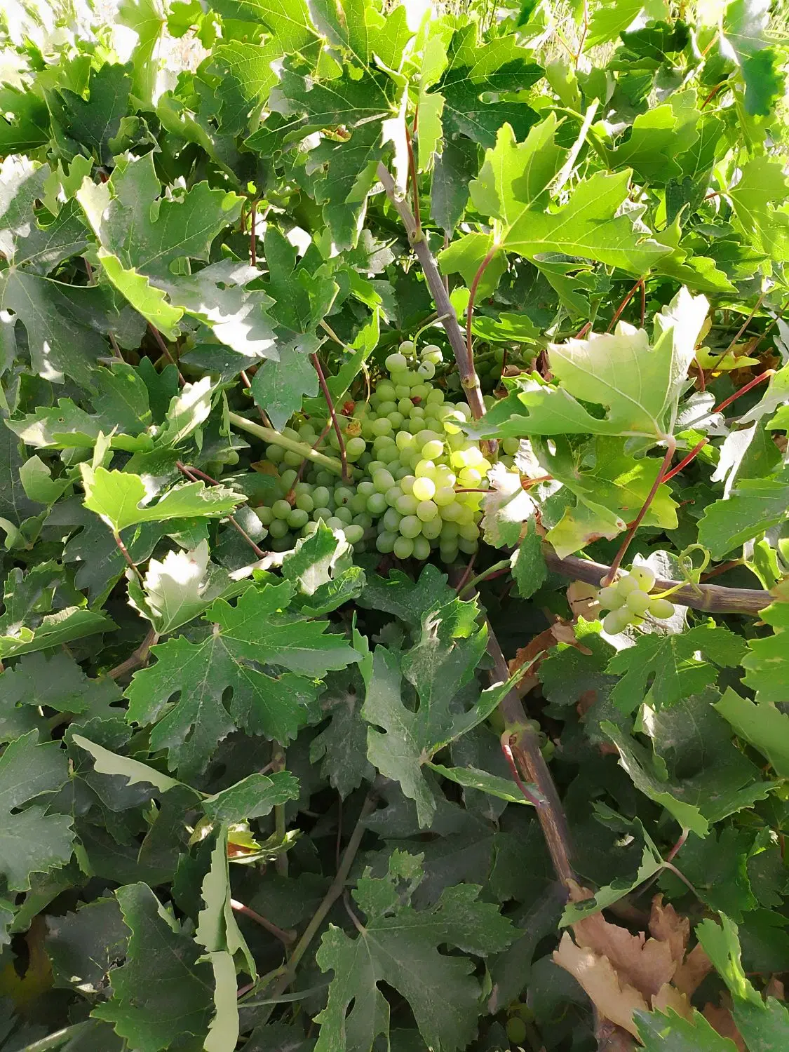 باغ انگور وگردو مثمر