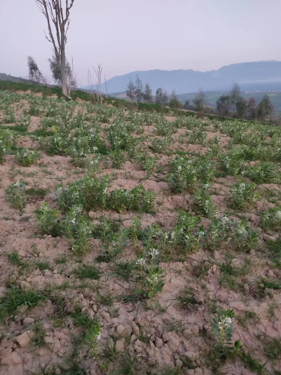 فروش زمین زراعی