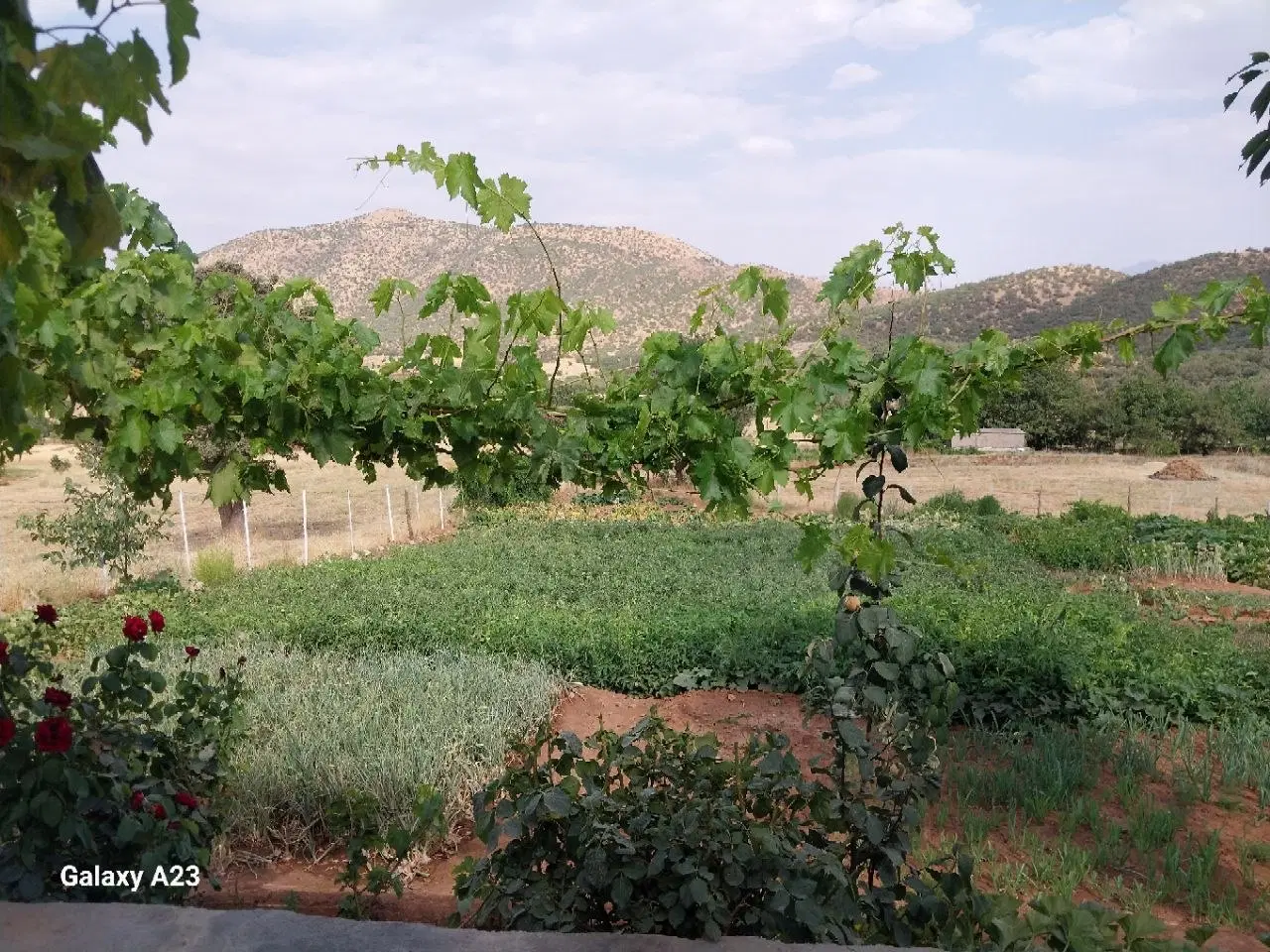 فروش  زمین کشاورزی