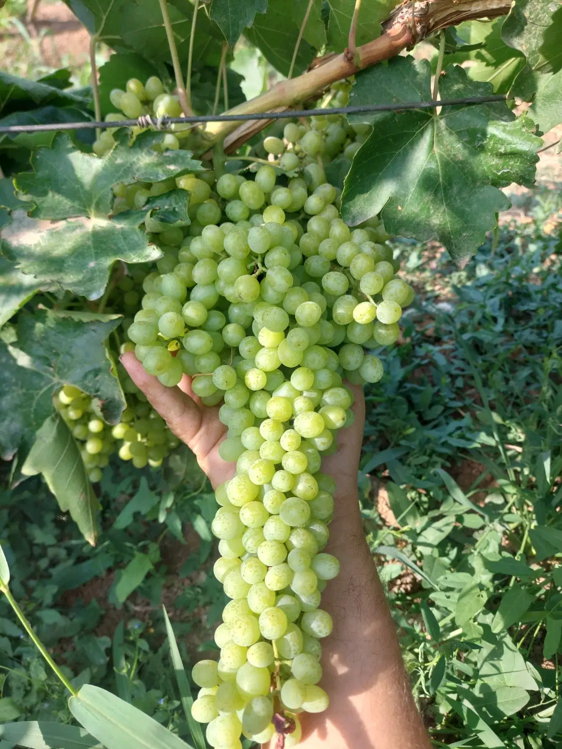 فروش باغ انگور ۳۰۰۰ متر مربع