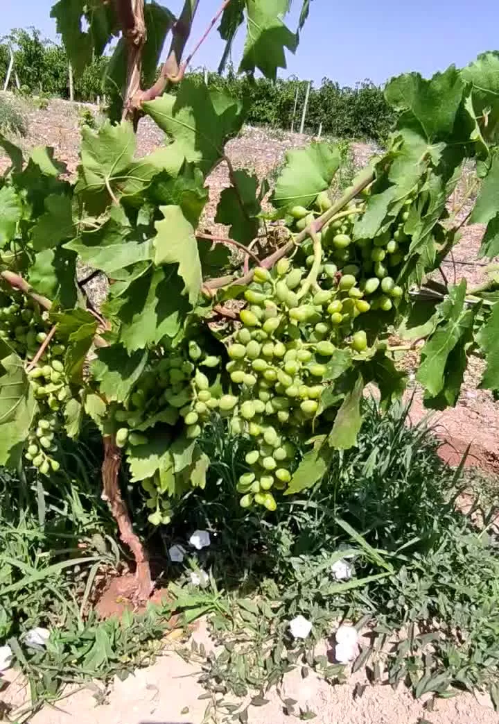 باغ انگور ایستاده