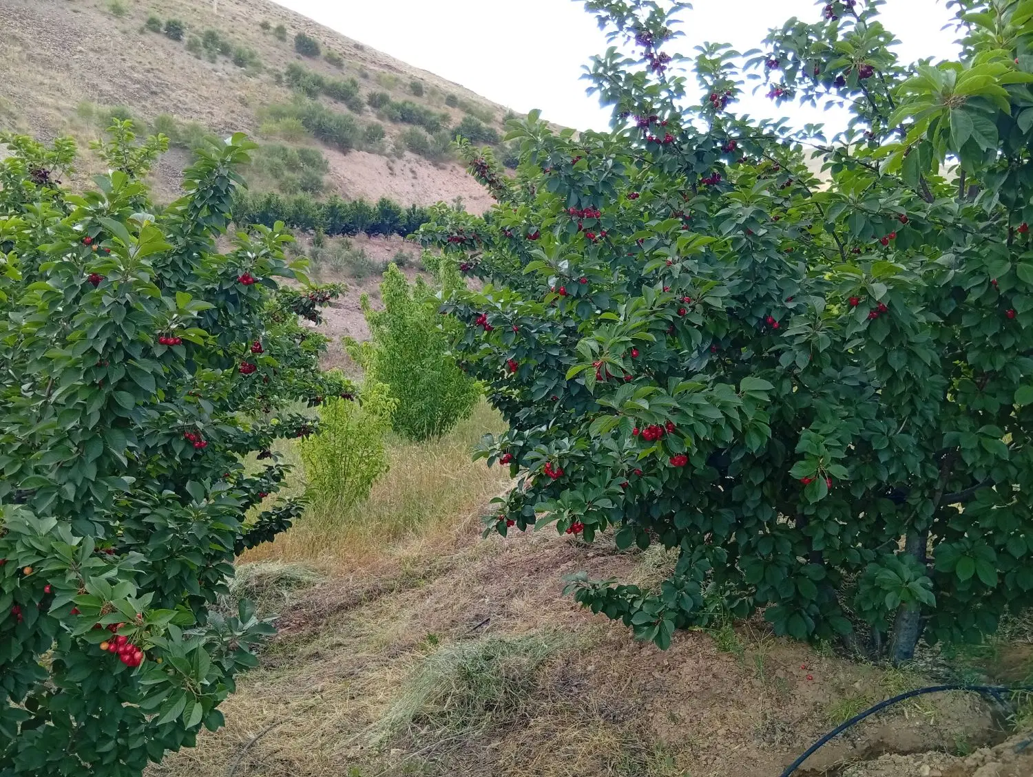 زمین کشاورزی سند دار 8هزار متر