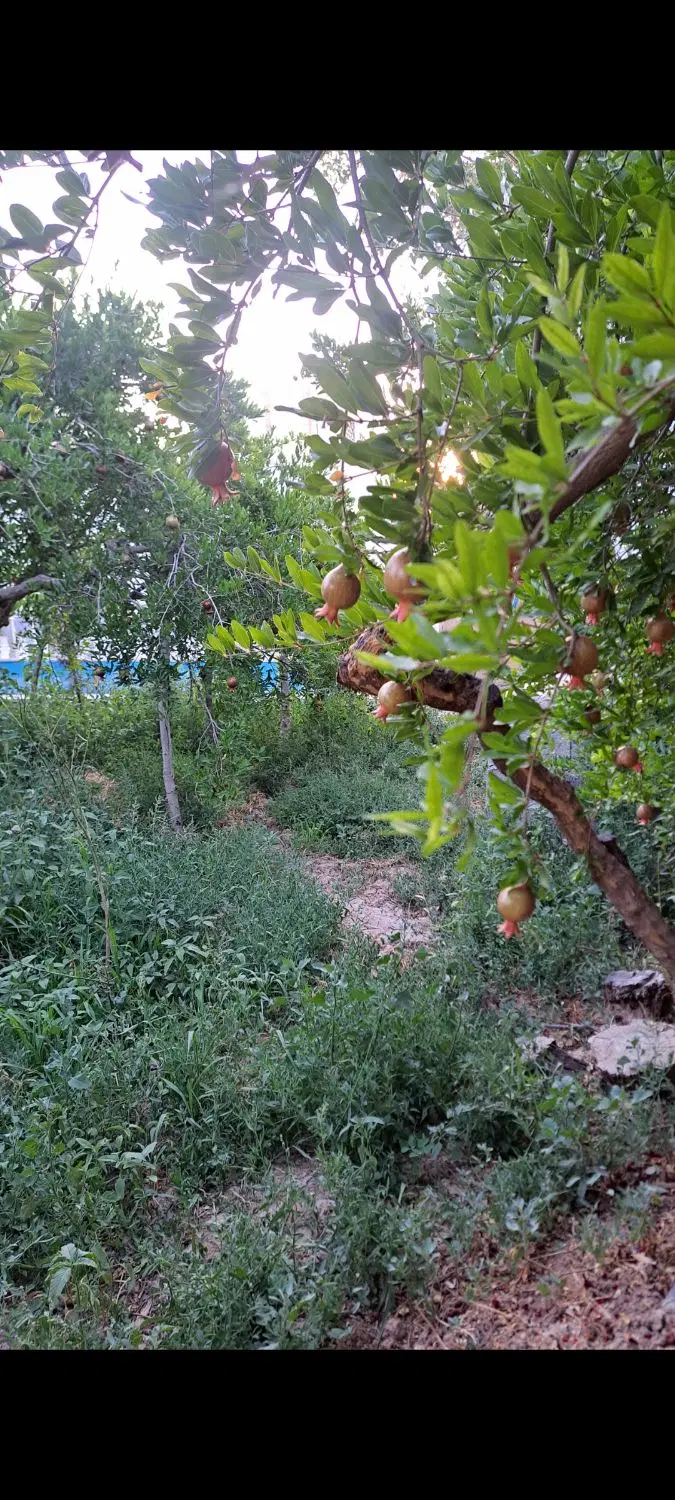 باغ شهری