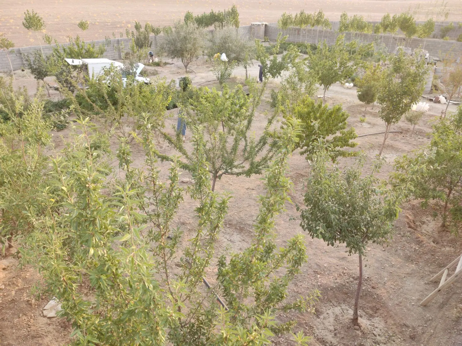 زمـین باغی دیوار کشی  شده