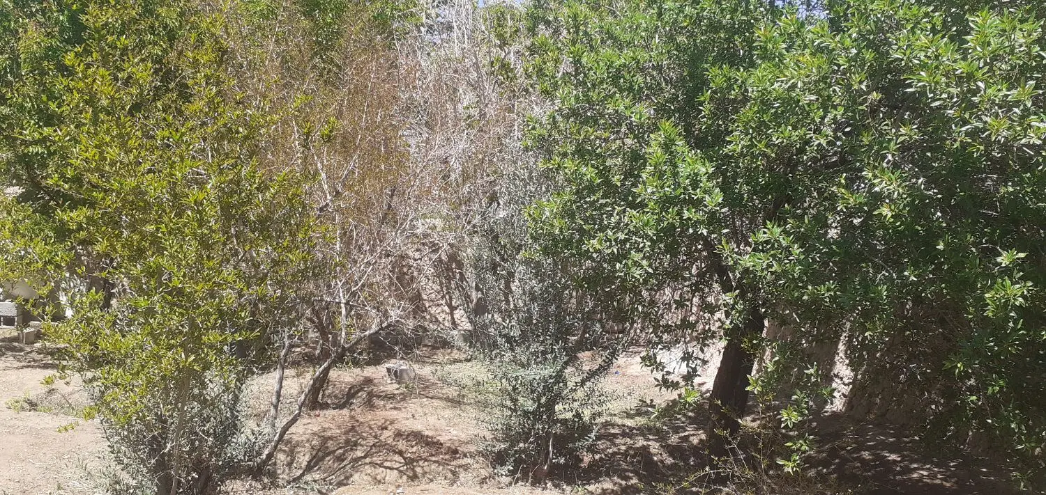 باغ متراژ ۳۶۵