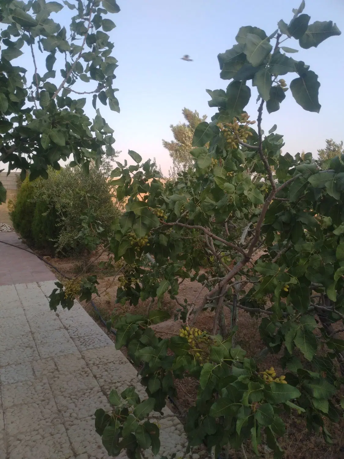 فروش باغ ویلا