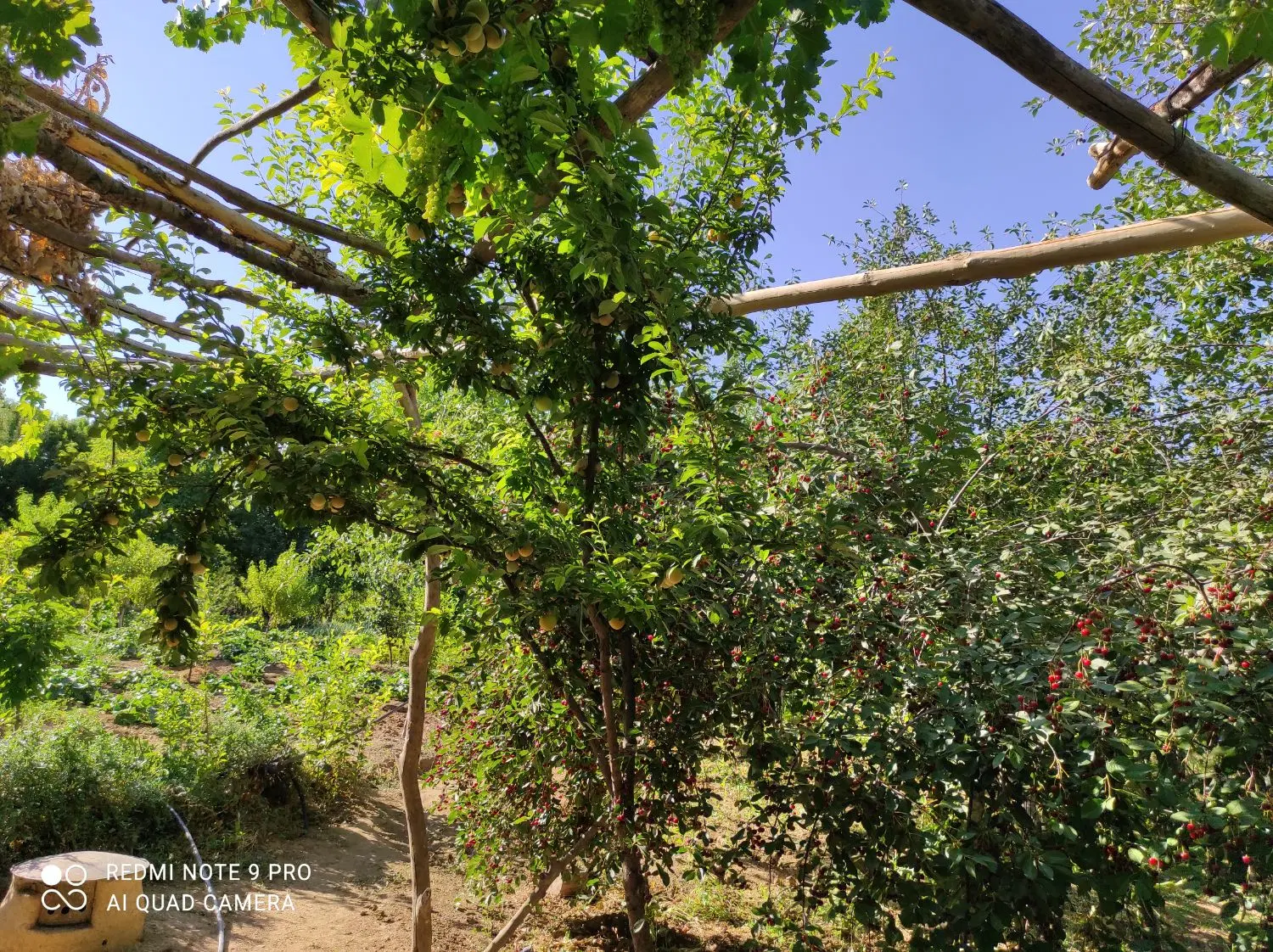 باغ ۳۰۰۰ متری