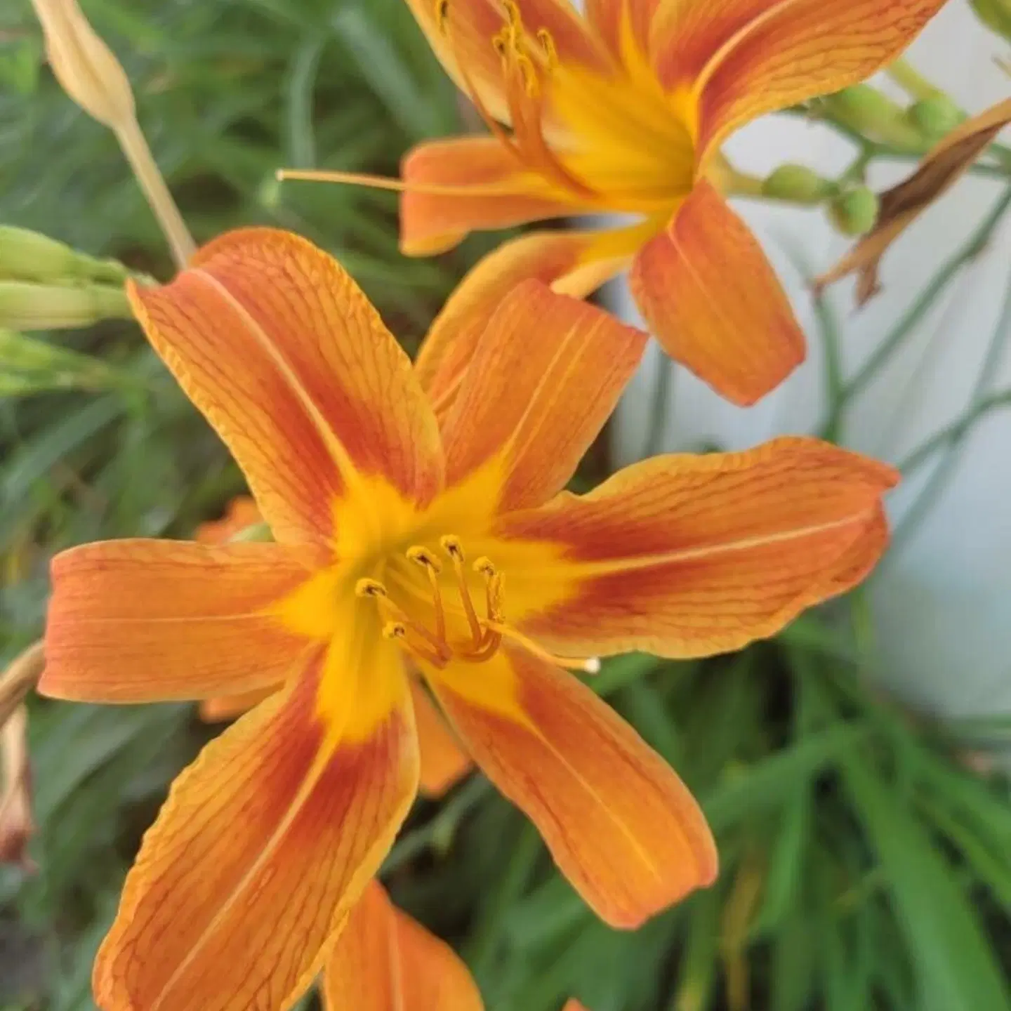 اجاره باغ رستوران، کباب سرا و جگرسرای باغ آلبالو
